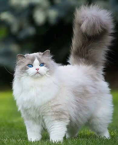 Tìm Hiểu Chi Tiết Về Mèo Ragdoll