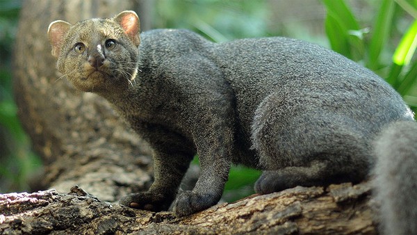 Mèo rừng Fossa: Đặc điểm và cuộc sống bí ẩn