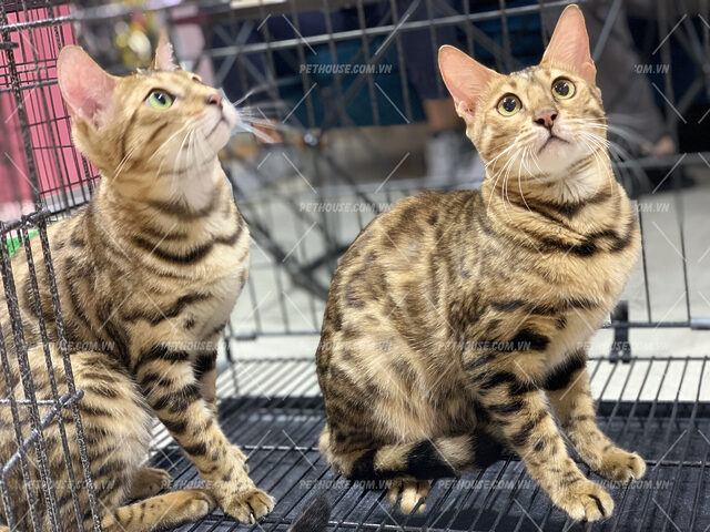 Đặc điểm và chăm sóc mèo Bengal trưởng thành