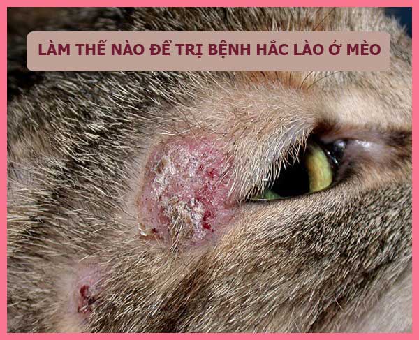 Mèo Bị Hắc Lào: Dấu Hiệu, Cách Trị & Phòng Ngừa Hiệu Quả