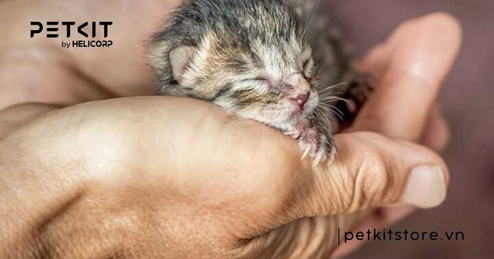 Chăm Mèo Bị Đẻ Non: Hướng Dẫn Chi Tiết Từ A Đến Z