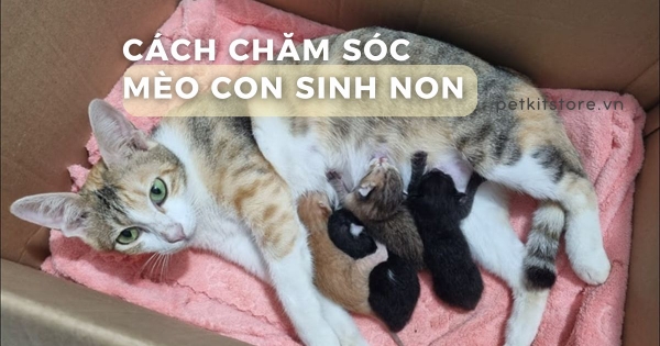 Chăm Mèo Bị Đẻ Non: Hướng Dẫn Chi Tiết Từ A Đến Z