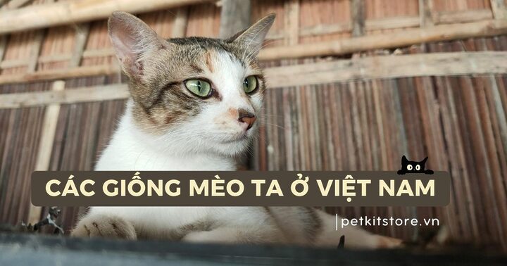 Mèo Ta Gồm Mấy Giống? Các Đặc Điểm Biến Thể