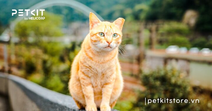 Mèo Ta Vàng: Đặc Điểm & Cách Chăm Sóc Chi Tiết