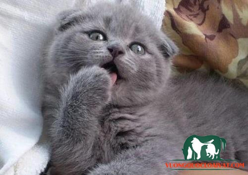 các yếu tố ảnh hưởng mèo chân ngắn giá bao nhiêu