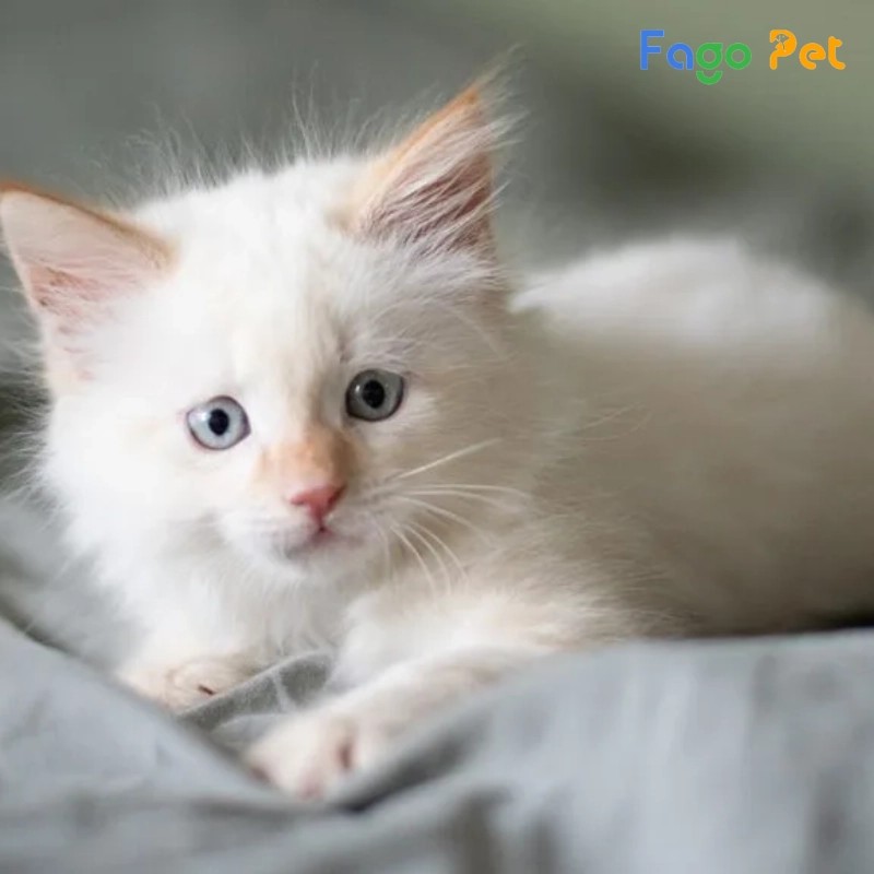 Các yếu tố chính quyết định giá mèo Ragdoll