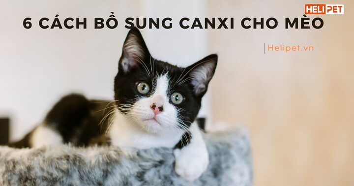 Triệu chứng Mèo Bị Thừa Canxi: Dấu Hiệu & Nguy Cơ