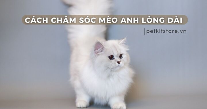 Cách Chăm Sóc Lông Cho Mèo Anh Lông Dài Chi Tiết Từ A-Z