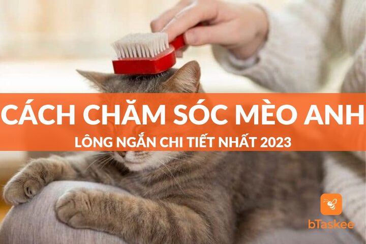 Hướng dẫn chăm sóc mèo Anh lông ngắn mới đẻ