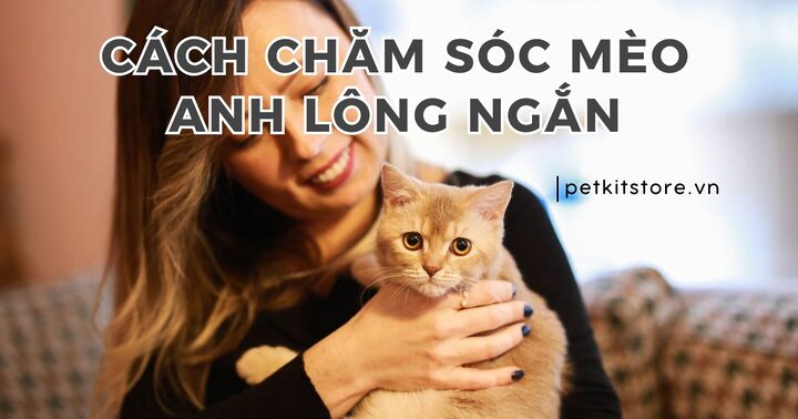 Cách Chăm Sóc Mèo Anh Lông Ngắn Chi Tiết Nhất
