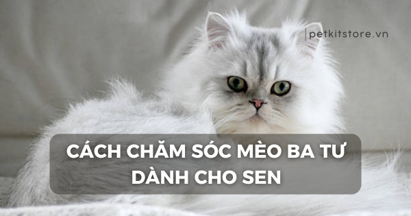 Hướng dẫn chăm sóc mèo Ba Tư toàn diện