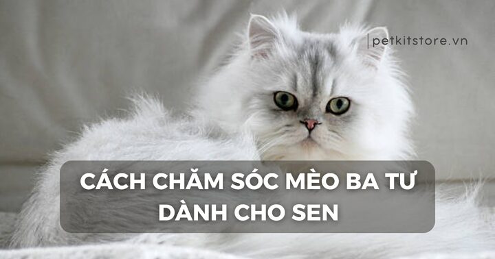 Hướng dẫn chăm sóc mèo Ba Tư toàn diện