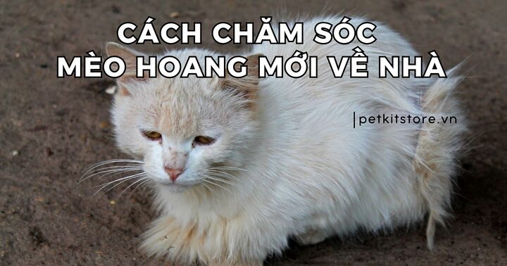 Chăm sóc mèo bị tai nạn: Hướng dẫn chi tiết
