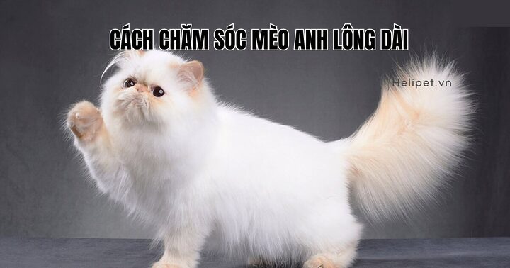 Chăm Sóc Mắt Mèo Ba Tư: Chọn Dung Dịch Rửa Mắt