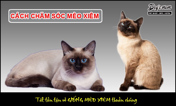 Mèo Xiêm Thái Lan: Đặc Điểm, Chăm Sóc Toàn Diện