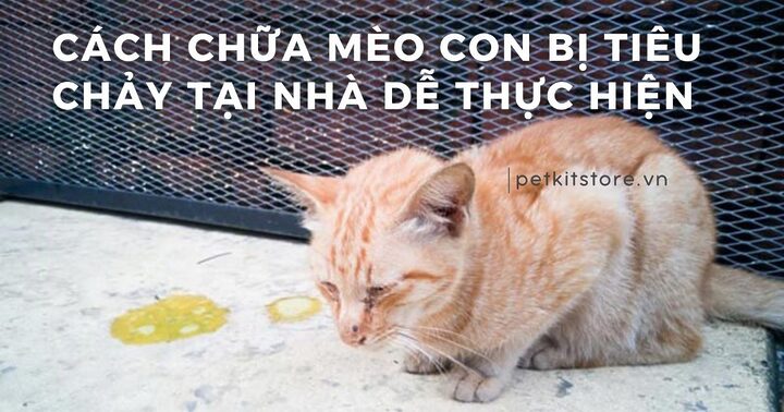 Mèo Anh lông ngắn bị tiêu chảy: Dấu hiệu và điều trị