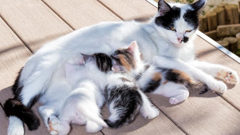 Chăm sóc Mèo Ta 2 Tháng Tuổi: Hướng Dẫn Chi Tiết Nhất