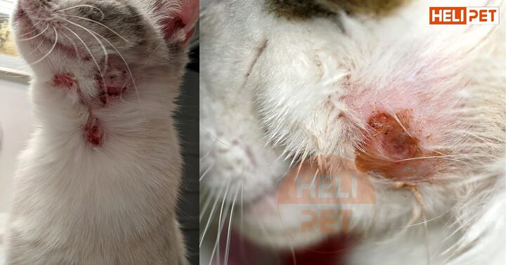 Mèo bị đánh bầm sưng chân tay: Nguyên nhân và cách xử lý