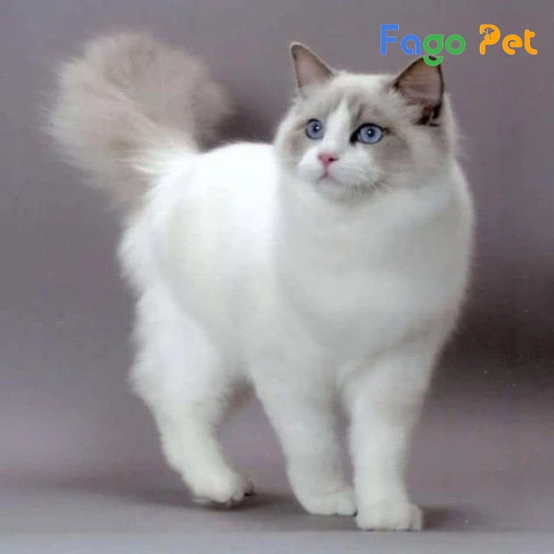 Cận cảnh đôi mắt xanh biếc đặc trưng của mèo Ragdoll trắng