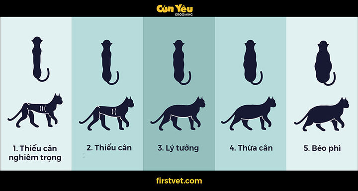 Mèo Ta Nặng Bao Nhiêu Kg? Cân Nặng Chuẩn & Các Yếu Tố Ảnh Hưởng