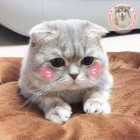 Mèo Anh Lông Ngắn Cute: Vẻ Đẹp Mũm Mĩm Cùng Tính Cách Đáng Yêu