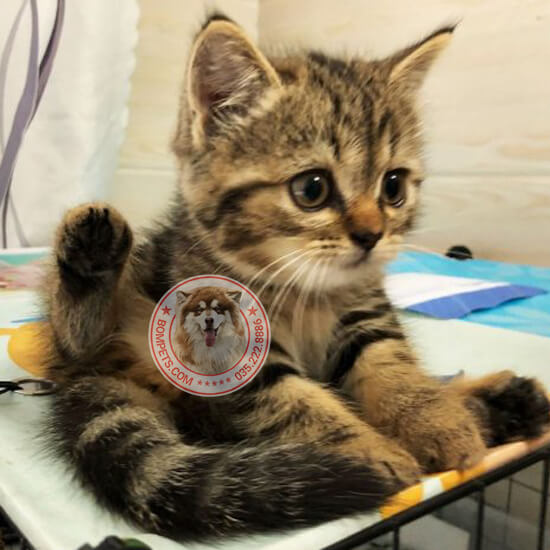 Tổng quan về mèo Anh lông ngắn màu tricolor