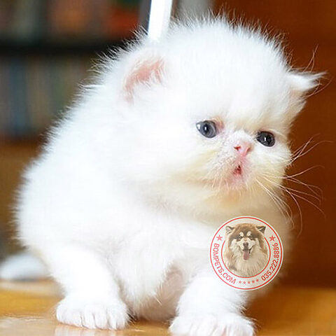 Mèo Ba Tư Lông Dài Mặt Tịt: Đặc Điểm, Chăm Sóc & Lưu Ý