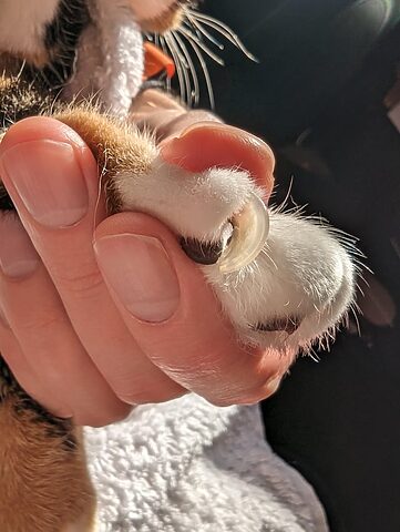 Mèo Bị Rụng Móng: Nguyên Nhân, Cách Điều Trị & Chăm Sóc