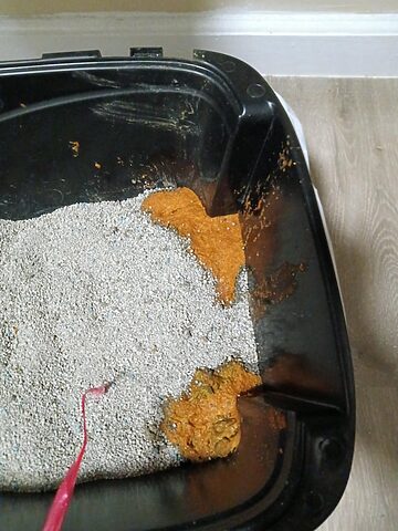Mèo Bị Gỉ Phân: Nguyên Nhân, Triệu Chứng Và Cách Xử Lý Hiệu Quả