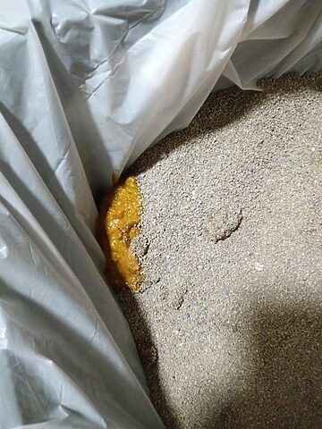 Mèo Bị Gỉ Phân: Nguyên Nhân, Triệu Chứng Và Cách Xử Lý Hiệu Quả
