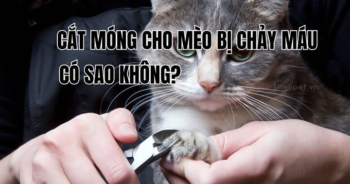 Mèo Bị Cắt Bi: Tất Tần Tật Chủ Cần Biết