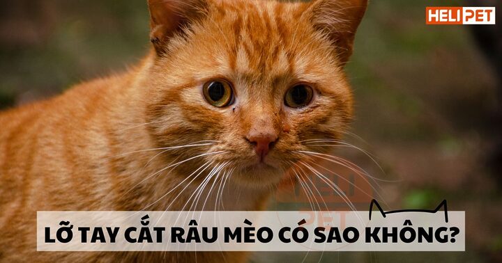 Mèo bị cắt móng có mọc lại không? Giải đáp chi tiết