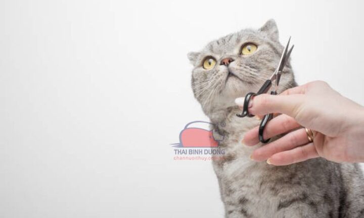 Mèo Bị Cắt Râu Bao Lâu Mọc Lại Chi Tiết Nhất