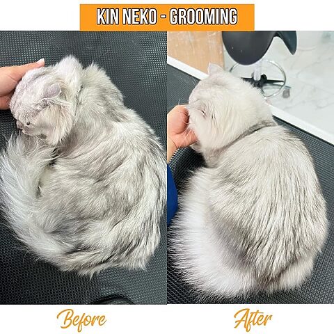 Hướng dẫn tỉa lông mèo Anh lông dài tại nhà