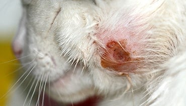 Mèo Bị Áp Xe: Dấu Hiệu, Nguyên Nhân & Điều Trị