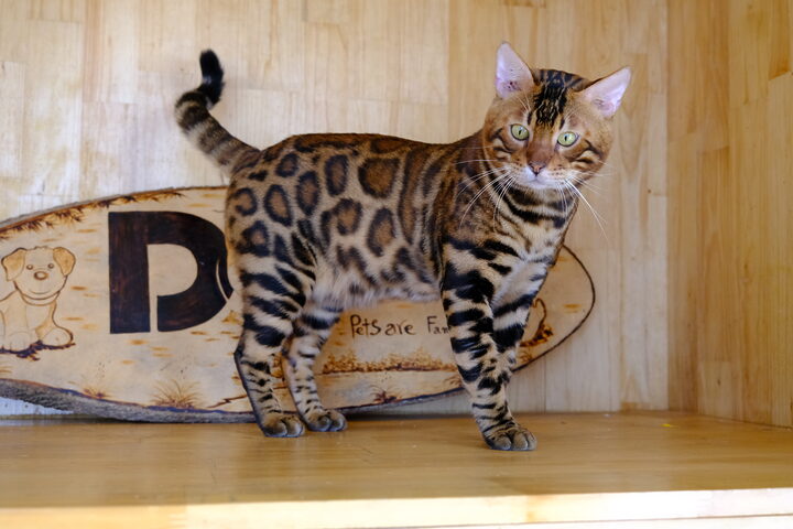 Đặc Điểm Và Hướng Dẫn Chăm Sóc Mèo Bengal Con