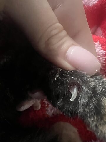 Mèo Bị Nôn Thích Trèo Lên Chỗ Cao: Giải Mã Hành Vi Bất Thường Của Mèo