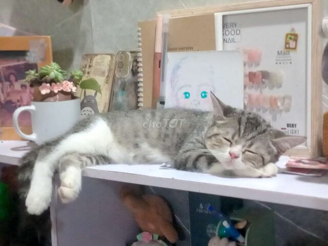 Bán mèo Ba Tư Cần Thơ: Hướng dẫn chọn mua uy tín