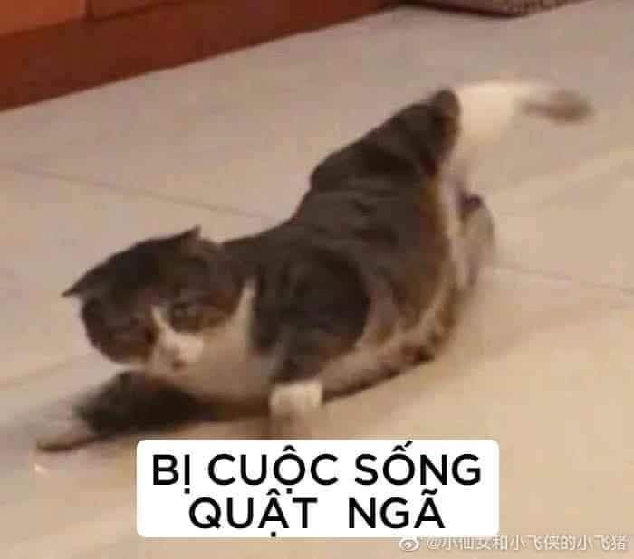 Mèo Bị Té Từ Nửa Mét: Nguy Hiểm Cần Biết