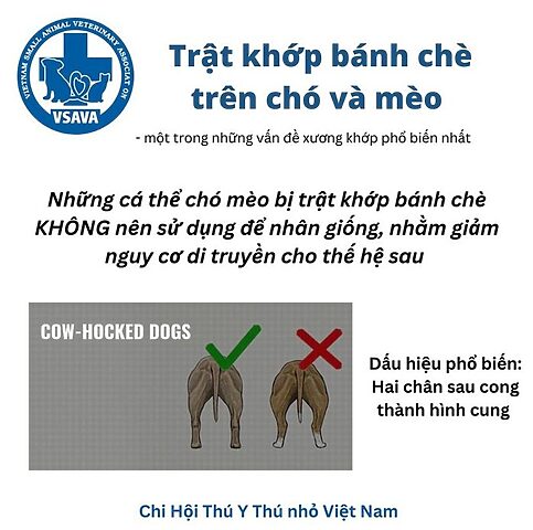 Mèo Bị Trật Khớp Chân Sau: Dấu Hiệu, Nguyên Nhân & Điều Trị