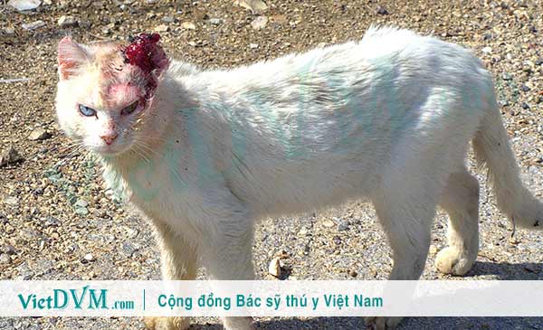 Mèo Bị Chảy Máu Tai: Nguyên Nhân, Dấu Hiệu Và Cách Xử Lý An Toàn