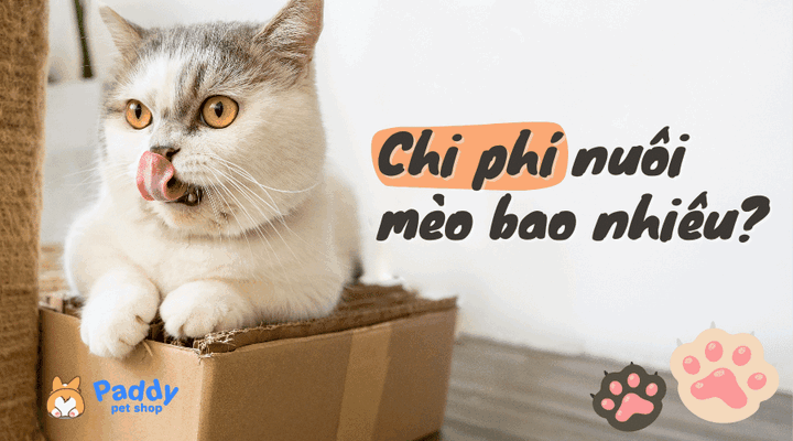 Chi Phí Nuôi Mèo Anh Lông Ngắn Chi Tiết Từng Khoản