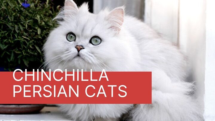 Mèo Ba Tư Chinchilla: Đặc Điểm, Cách Chăm Sóc Toàn Diện