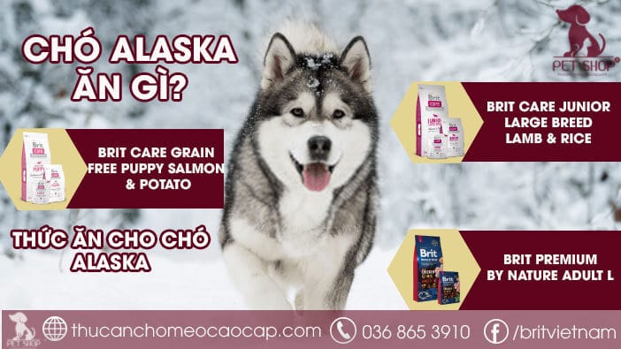 Chế độ ăn phù hợp cho mèo Ba Tư mặt tịt