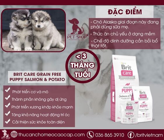 Chế độ ăn của mèo Ba Tư: Hướng dẫn dinh dưỡng chi tiết
