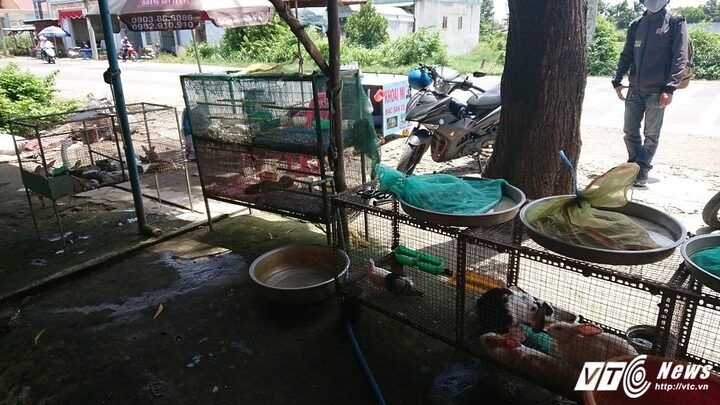 Chợ bán động vật hoang dã trên tỉnh lộ 8 Củ Chi