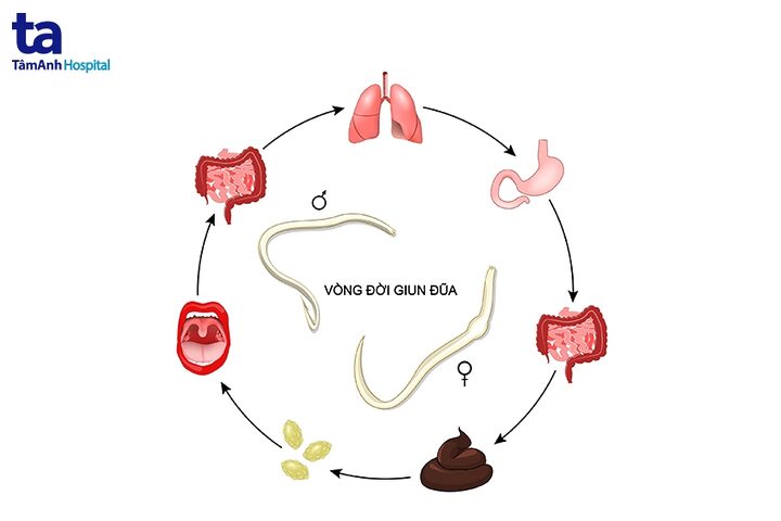 Mèo Bị Hành Kinh: Sự Thật Về Chu Kỳ Sinh Sản Của Mèo
