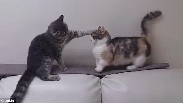Hiểu và giúp đỡ chú mèo chân ngắn bị bắt nạt