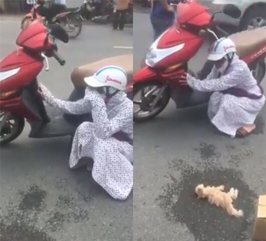 Mèo bị xe tông chết đánh số gì? Giải mã điềm báo và ý nghĩa