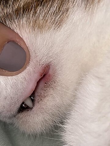 Phải Làm Sao Khi Mèo Bị Thương Ở Miệng: Hướng Dẫn Chi Tiết